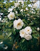 Blossoms of creamy white rose on rose bush, Moonlight