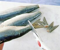 Close-up of herring fish tail being cut with scissors