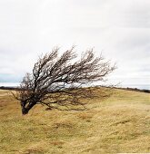 View of dead tree on field in Hiddensee, Germany