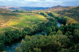 Vineyards at Ebro valley in Rioja