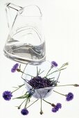 Cornflower, seeds and water on white background