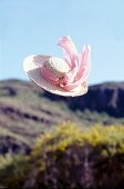 Straw hat with pink ribbons flying through the air