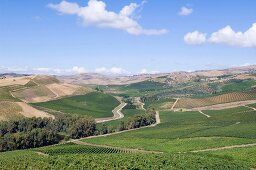 Blick auf sizilianische Weinlandschaft, Weingut Regaleali