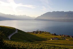 Blick von den Weinbergen auf Rivaz am Genfer See