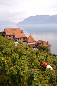 Weinlese mit Blick auf den Genfer See