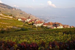 Rivaz an den Weinbergen am Genfer See.