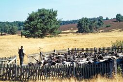 Schäfer und seine Schafe hinter Zaun Aufnahme von Weitem, Feld