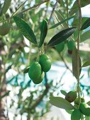 Oliven am Zweig, nah, grün, Olivenbaum, Toskana
