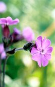 Close-up of campion flowers