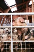Schweine  im Stall, Bunte Bentheimer, gefleckt