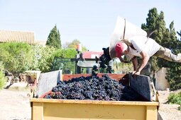 Arbeiter schüttet Weintrauben auf d. Ladefläche e. Lasters, Frankreich