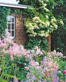 white climbing hydrangea on house wall, in foreground, roses, delphiniums