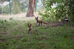 Nationalpark Kellerwald-Edersee in Hessen, Fuchs im Wald