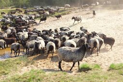 Flock of sheep drinking water in river