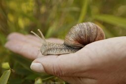 Weinbergschnecke auf einer Hand