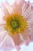 Offene Blüte von rosanem Islandmohn, close - up.