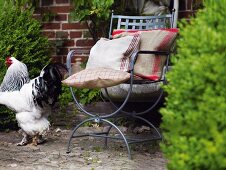 Cushions on iron chair with cock on side in garden