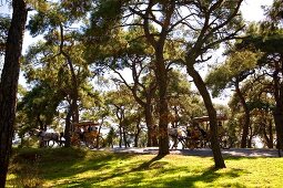 People on horse carriage in pine forest, Buyukada, Istanbul, Turkey