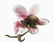 Close-up of Magnolia sprengeri flower on white background