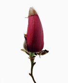 Close-up of magnolia bud on white background