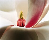 Close-up of a flower