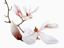 Close-up of magnolia soulangiana flower on white background