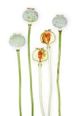 Close-up of opium poppy buds on white background