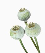 Close-up of opium poppy buds on white background