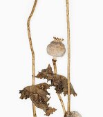 Close-up of opium poppy buds on white background