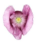 Close-up of opium poppy on white background