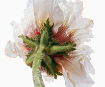 Close-up of paeonia suffruticosa on white background