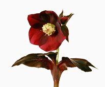 Name: Helleborus orientalis-Hybride 