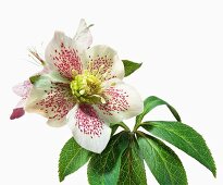 Close-up of red helleborus orientalis hybrids on white background