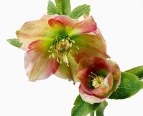 Close-up of red helleborus orientalis hybrids on white background