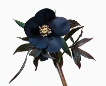 Close-up of ballard flower on white background