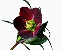 Helleborus dido on white background