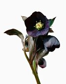 Helleborus blue shower on white background