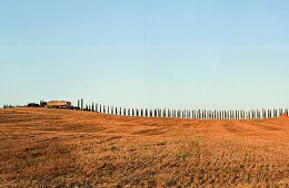 Italien, Toskana, Bagno Vignoni, Blick über Felder auf Zypressen