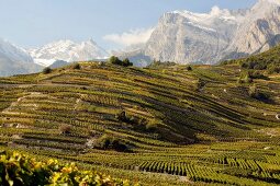 View of wine fields and mountain range in lower Canton of Valais, Switzerland