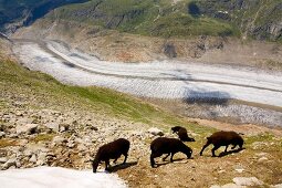 Wallis, Schafe am Aletschgletscher