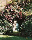 Rose plant forming arch in garden