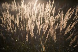 Backlit from reed grass
