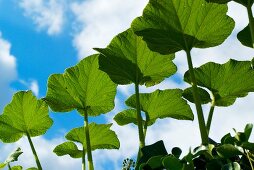 Leaves of bohnenpfl anze