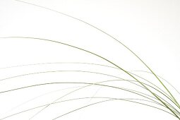 Close-up of grass blades on white background