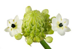 Close-up of white star shaped flowers