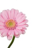 Close-up of pink gerbera on white background