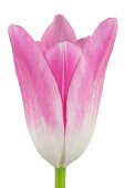 Close-up of pink French tulip on white background