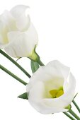 Close-up of two white Japan roses on white background