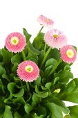 Close-up of pink daisy on white background