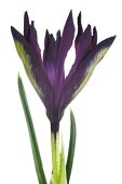 Blüte einer violetten Iris 